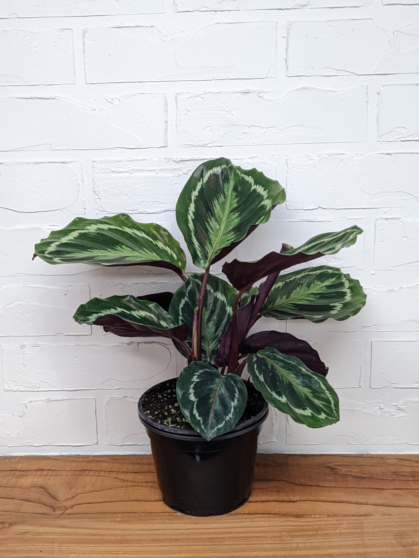 Calathea roseopicta 'Medallion'