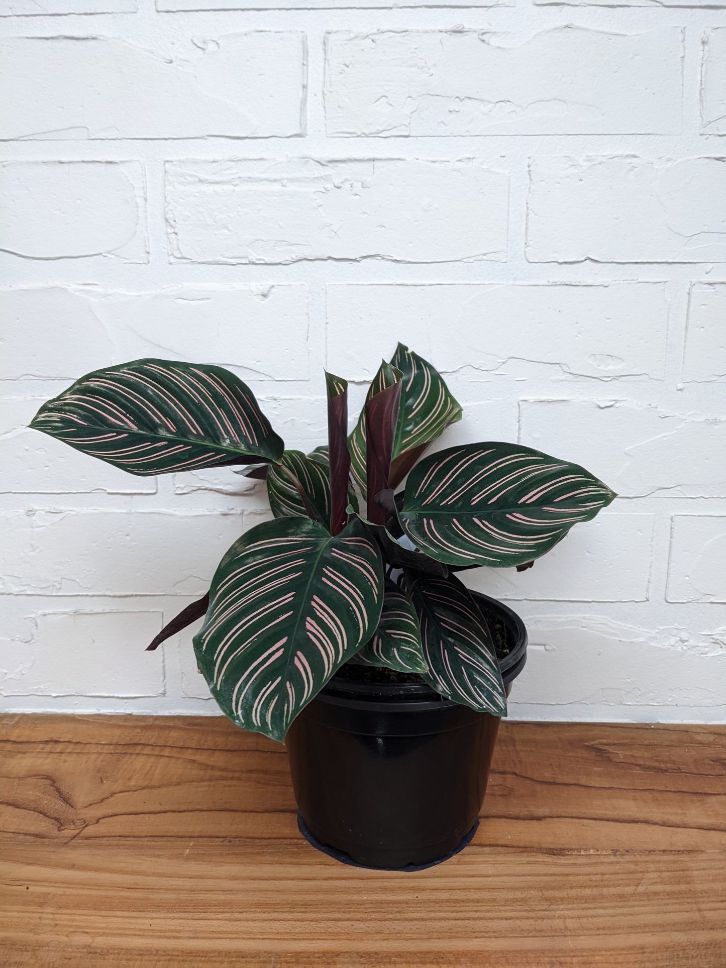 Calathea ornata 'Pinstripe'