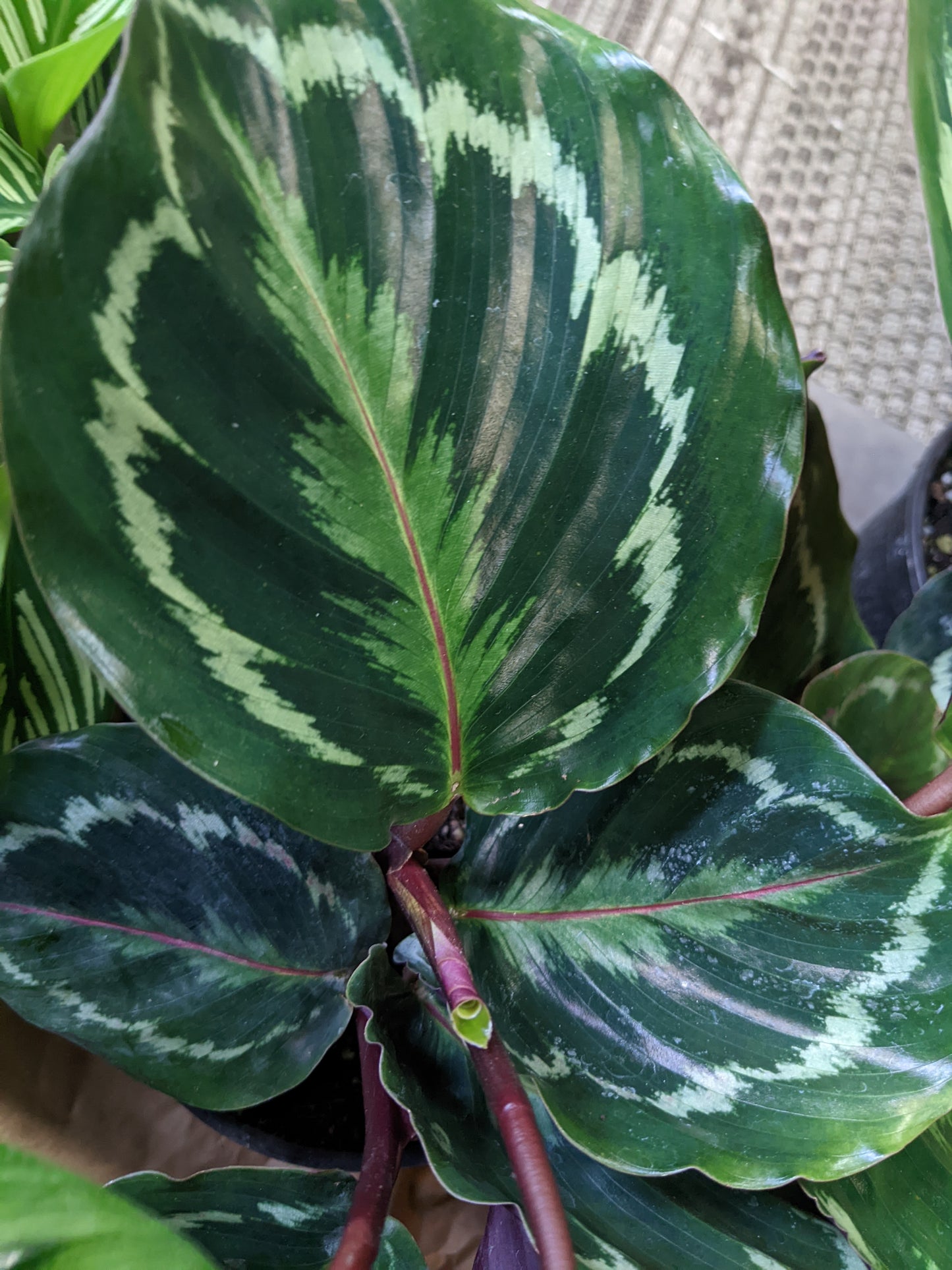 Calathea roseopicta 'Medallion'