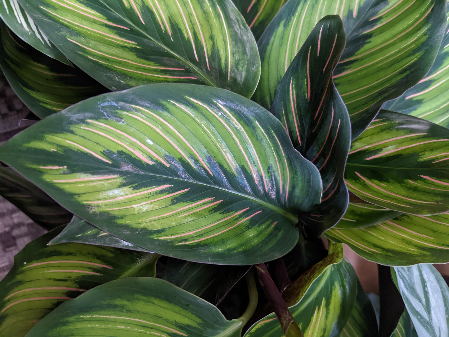 Calathea 'Beauty Star'