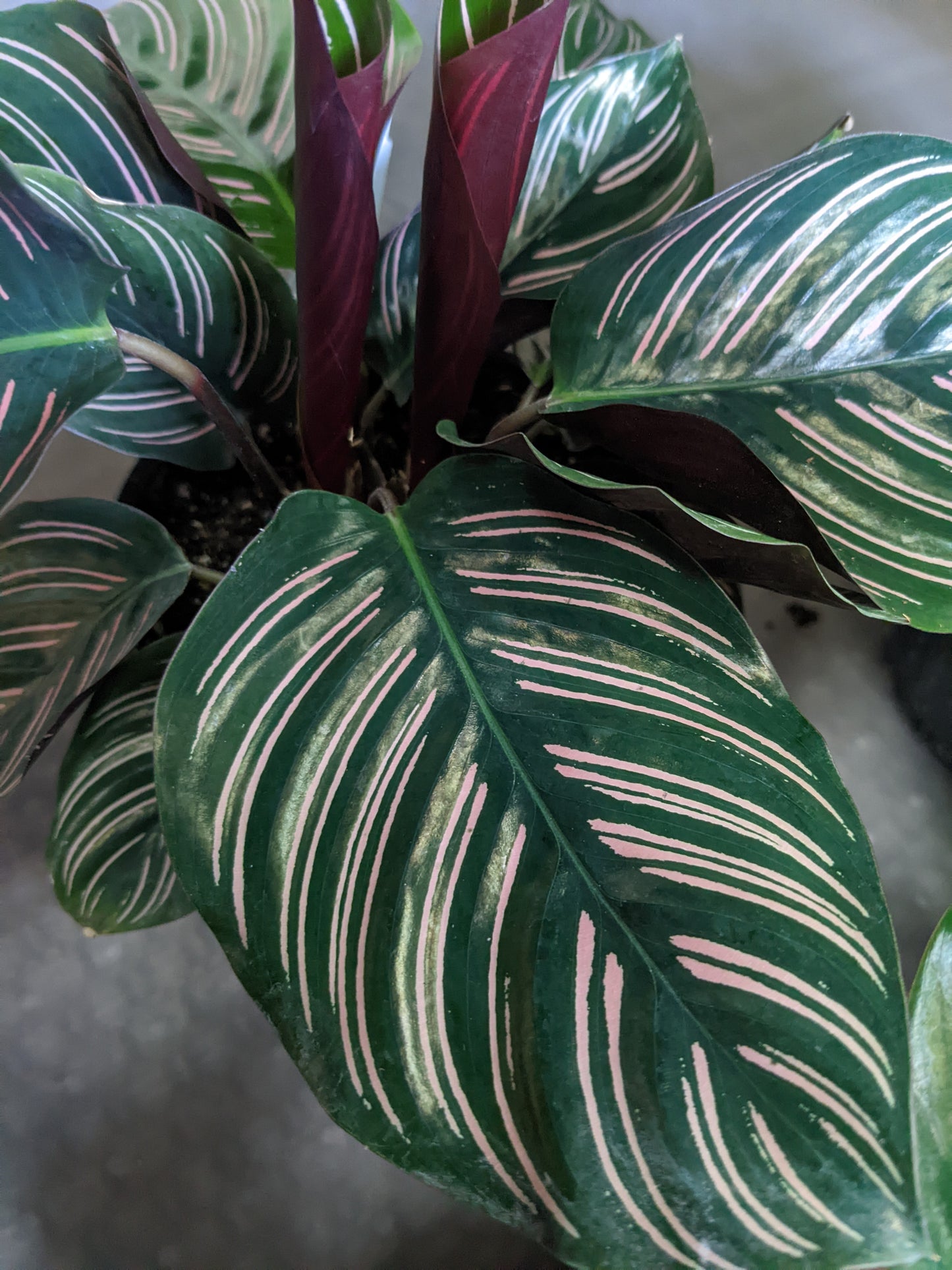 Calathea ornata 'Pinstripe'