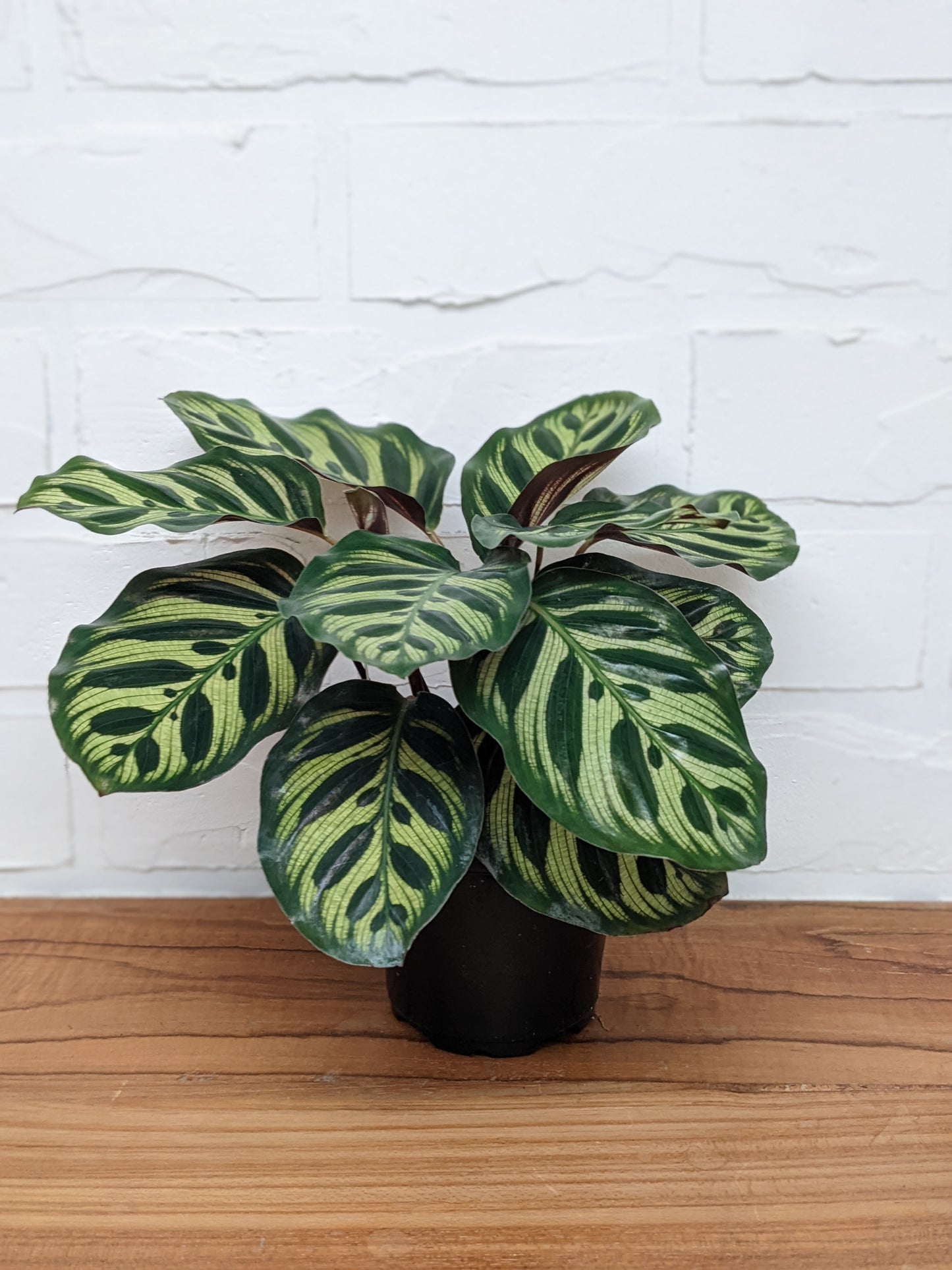 Calathea makoyana 'Peacock'