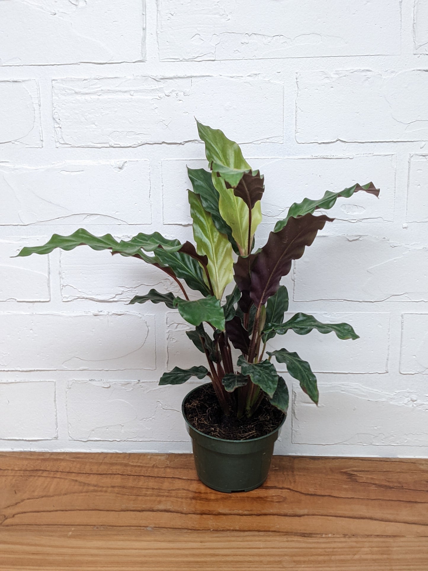 Calathea rufibarba 'Fuzzy Feather'