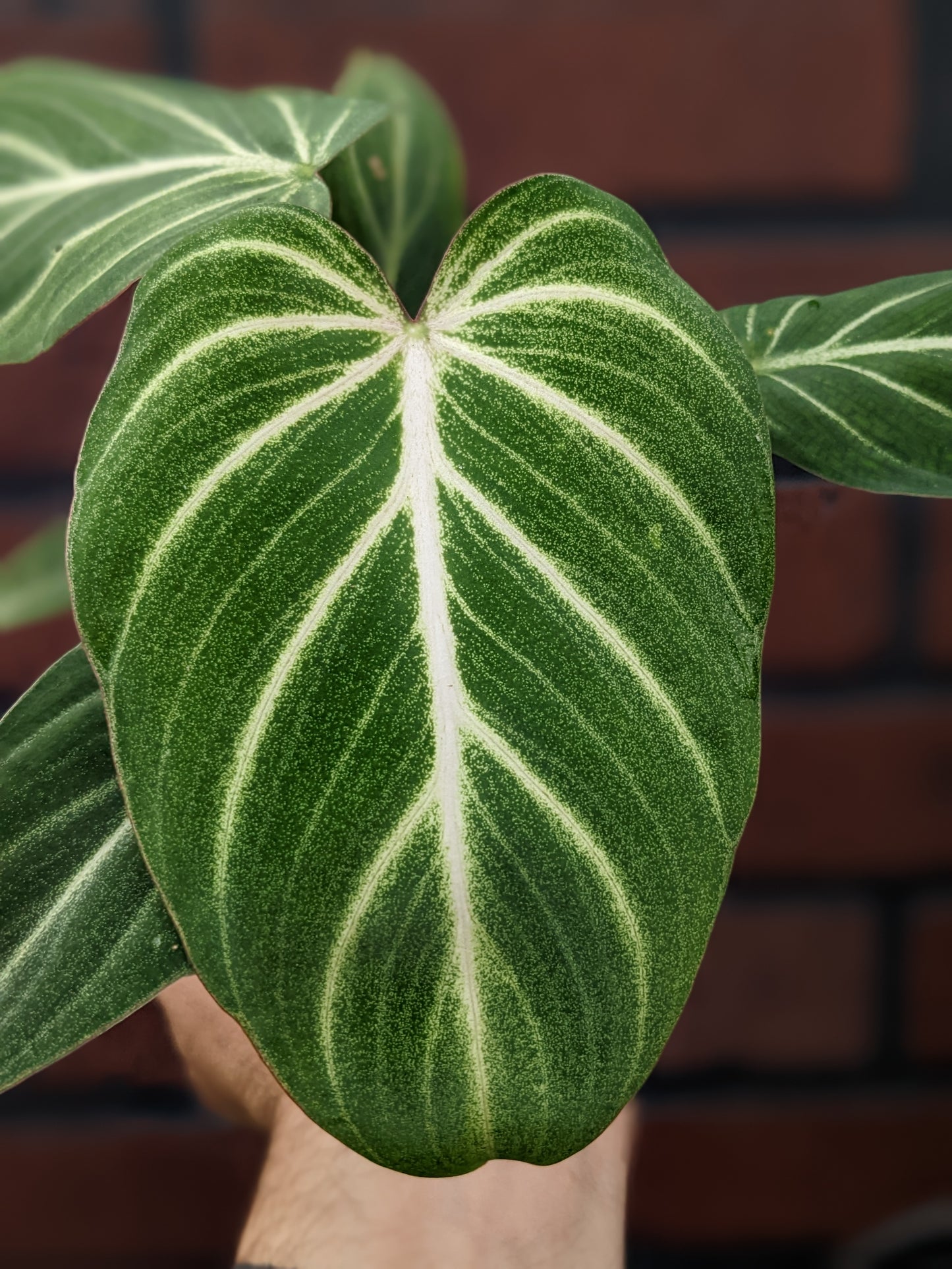 Philodendron gloriosum