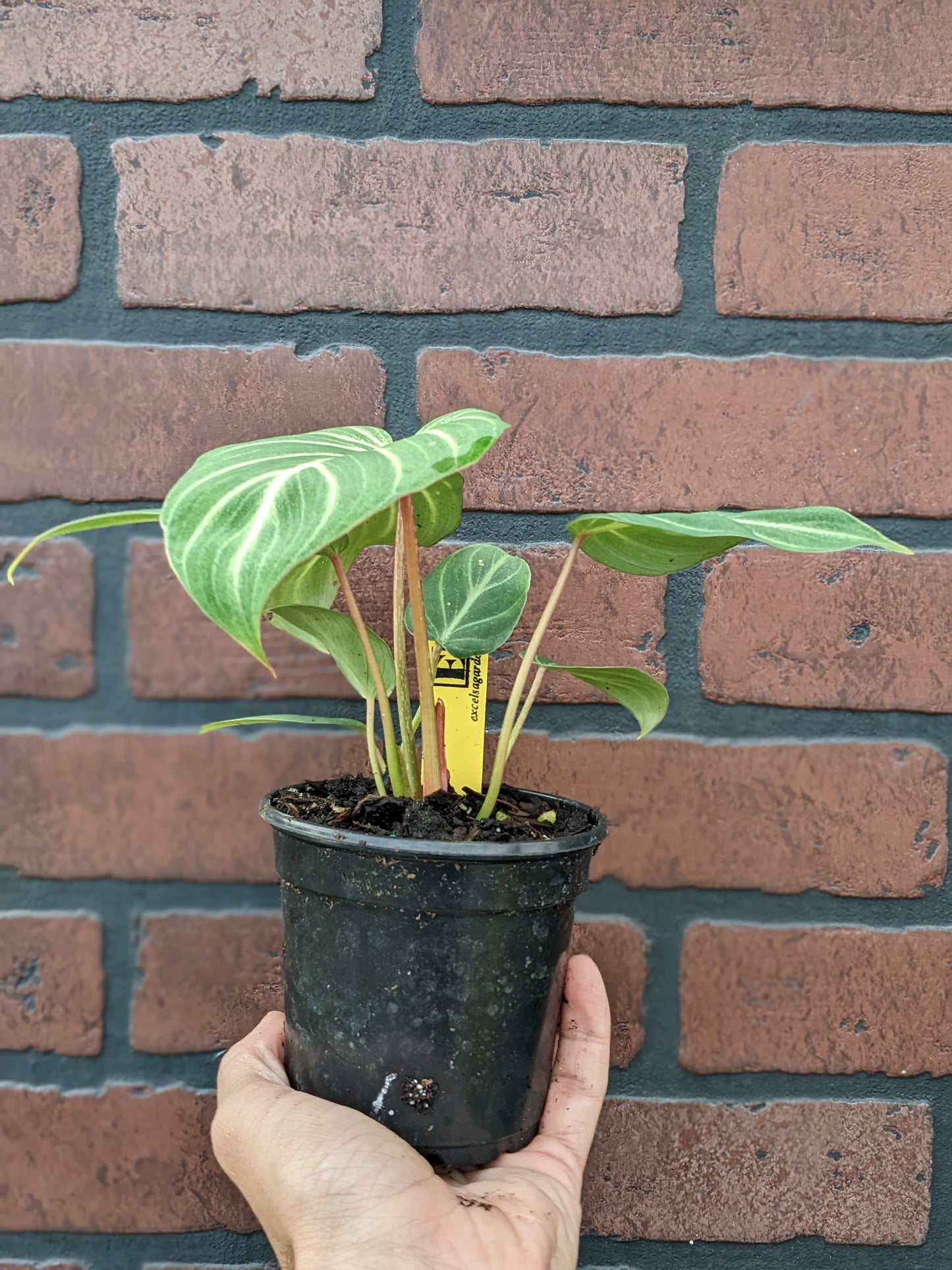 Philodendron gloriosum