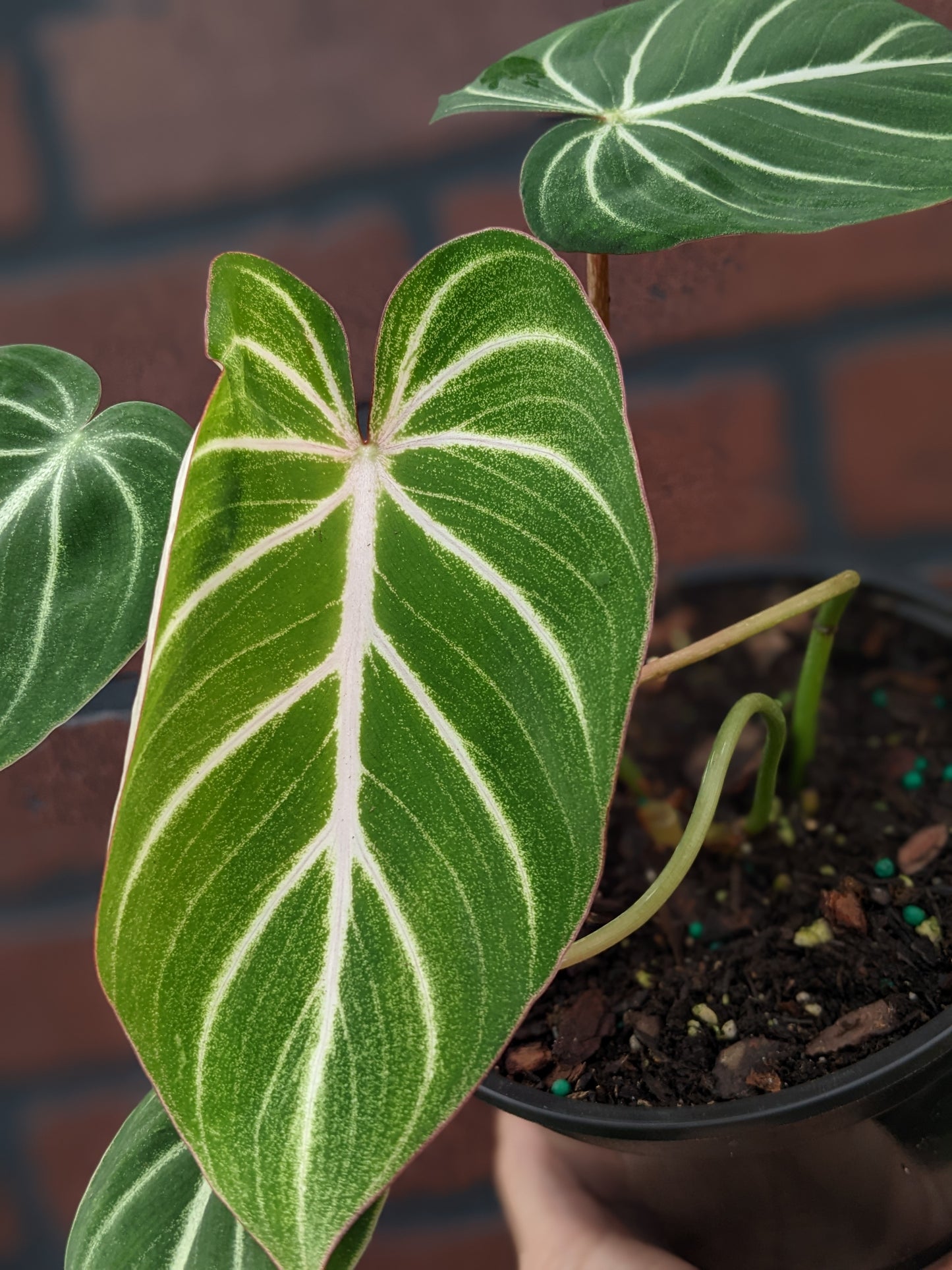 Philodendron gloriosum