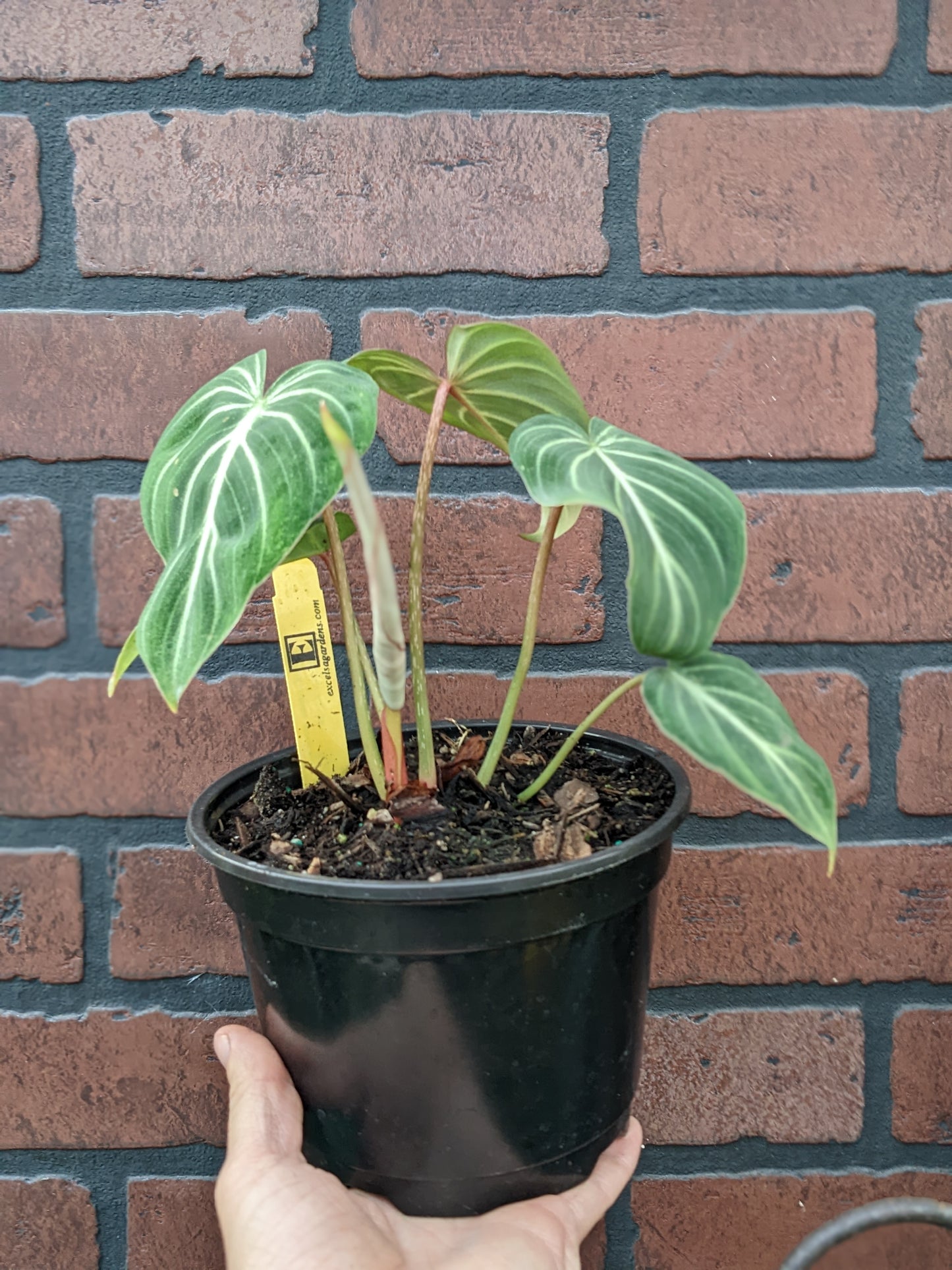 Philodendron gloriosum