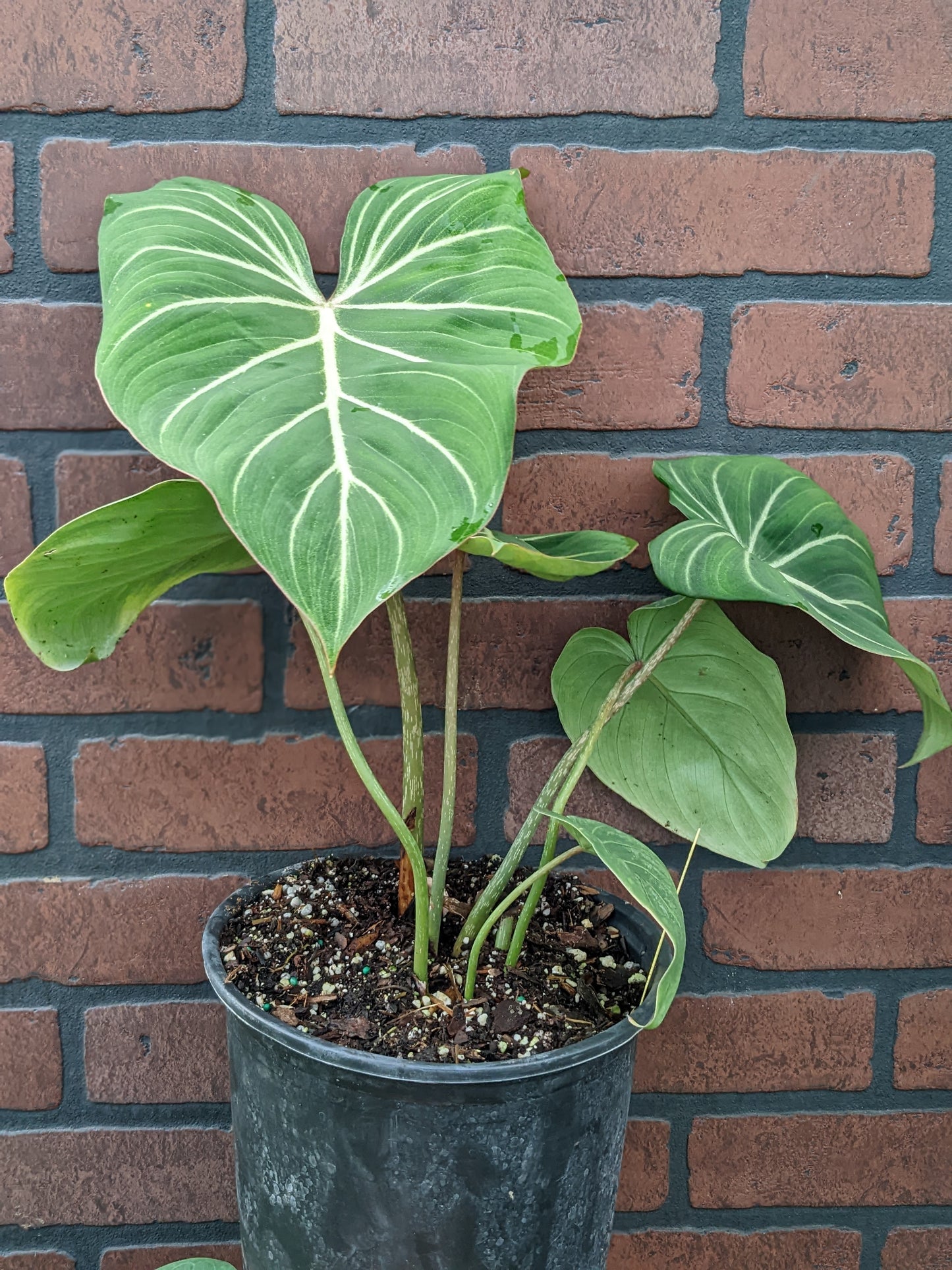 Philodendron gloriosum