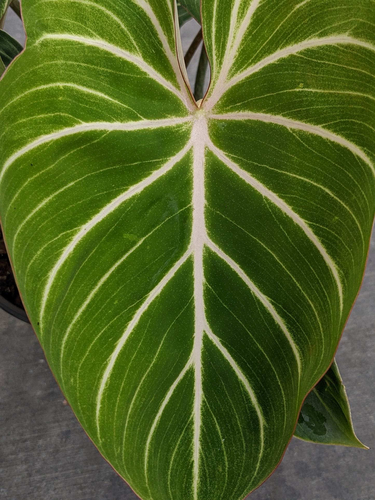 Philodendron gloriosum