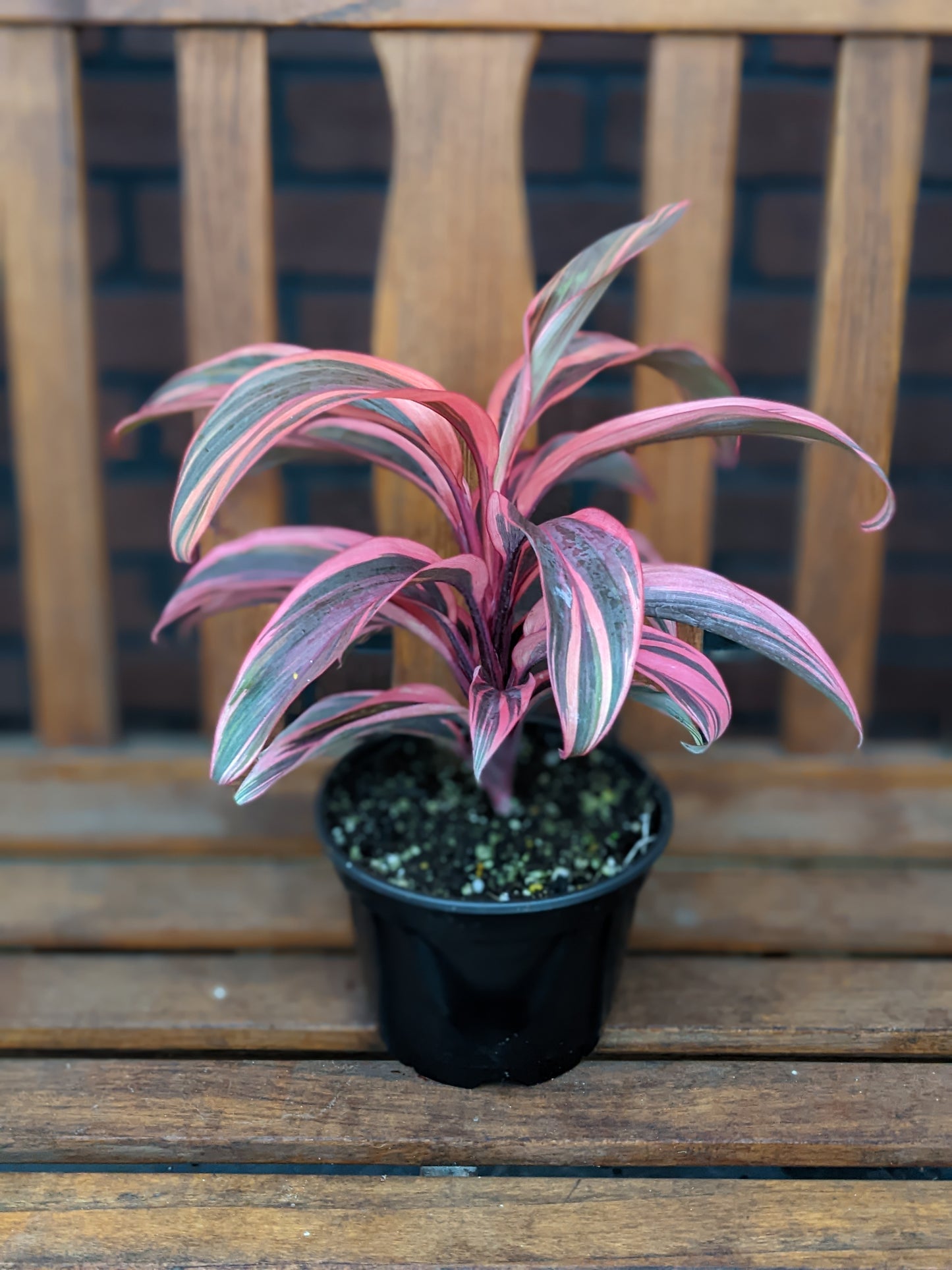 Cordyline fruticosa 'Electra' 6"