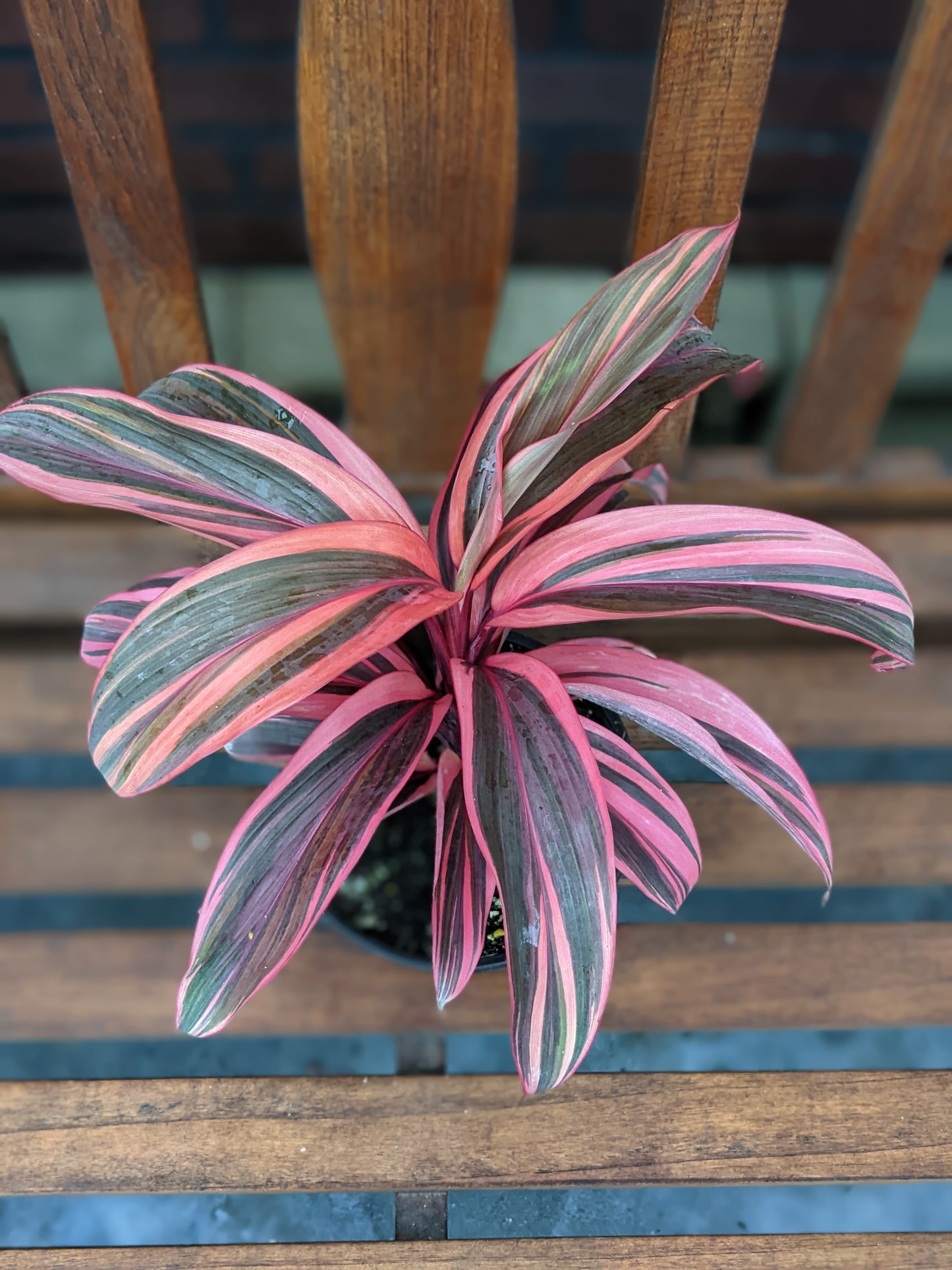 Cordyline fruticosa 'Electra' 6"