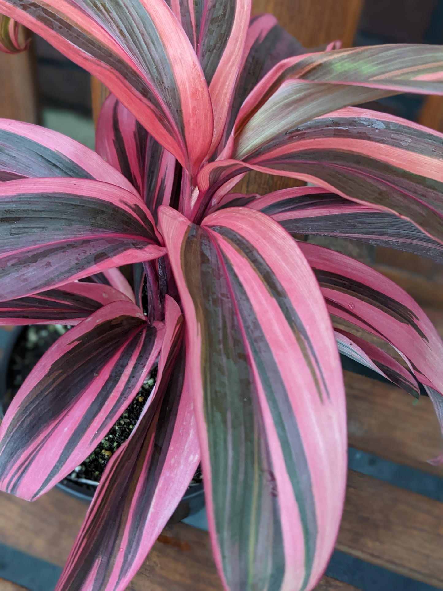 Cordyline fruticosa 'Electra' 6"